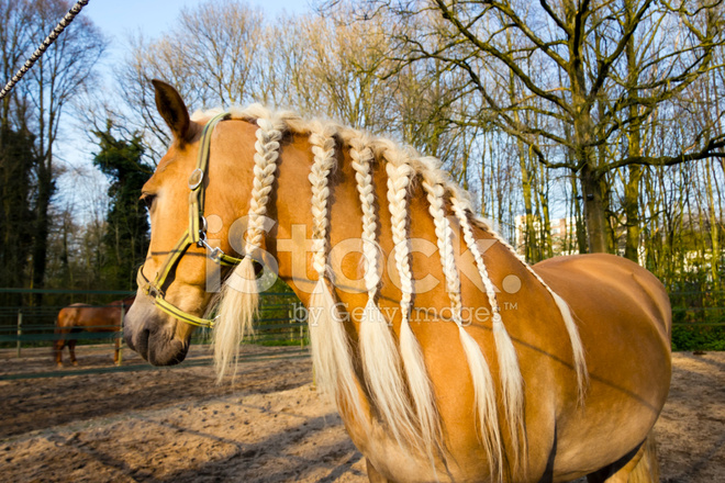 38923168-horse-with-braids-agains-spring-background.jpg
